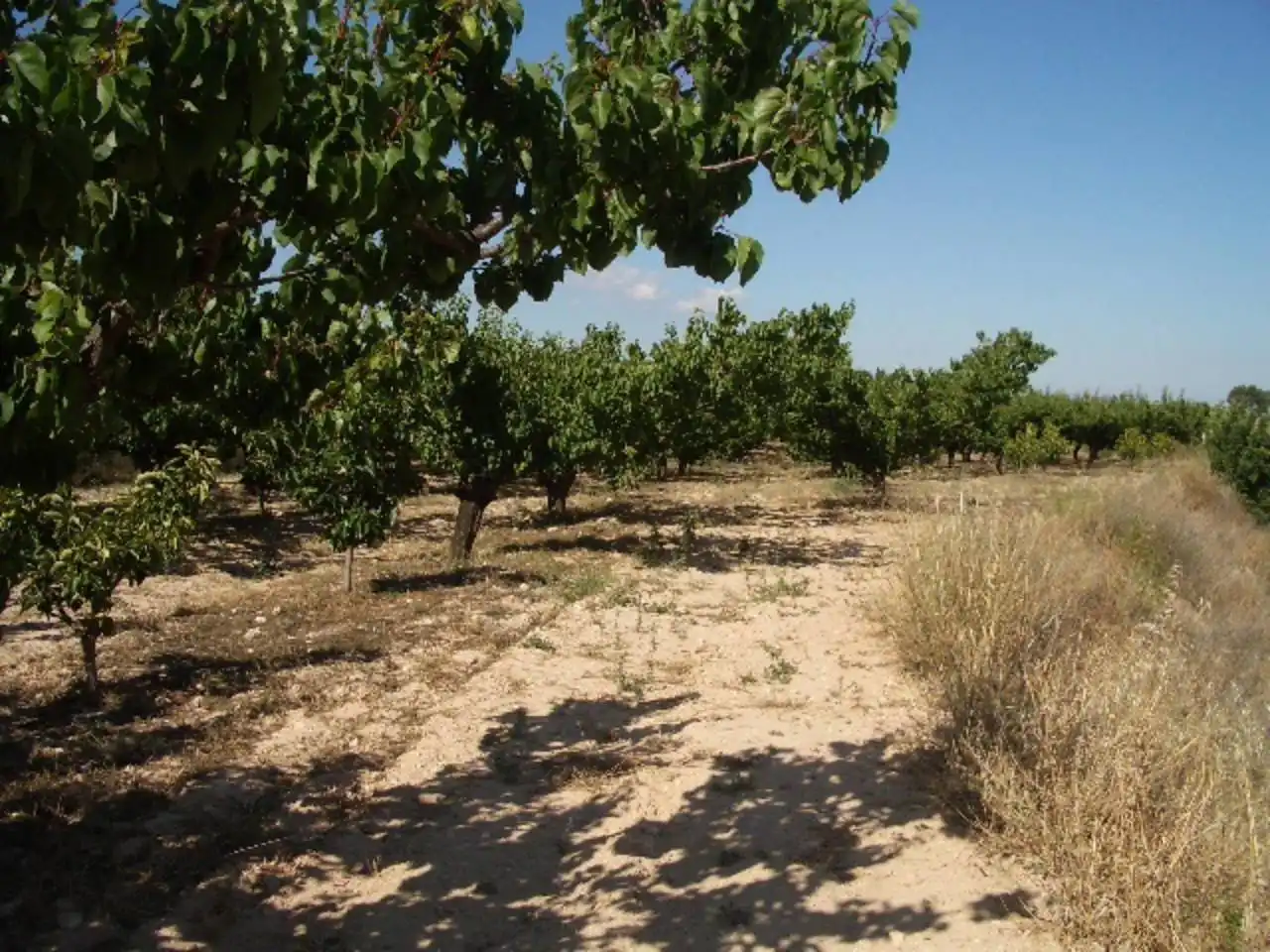 Terreny rústic en venda a Corral de Miquel, imagen 4