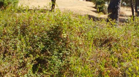 Foto 3 de Finca rústica en venda a Calle Santa Cecilia, Valdemaqueda, Madrid