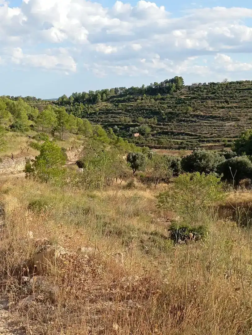 Finca rústica en venda en Corbera d'Ebre