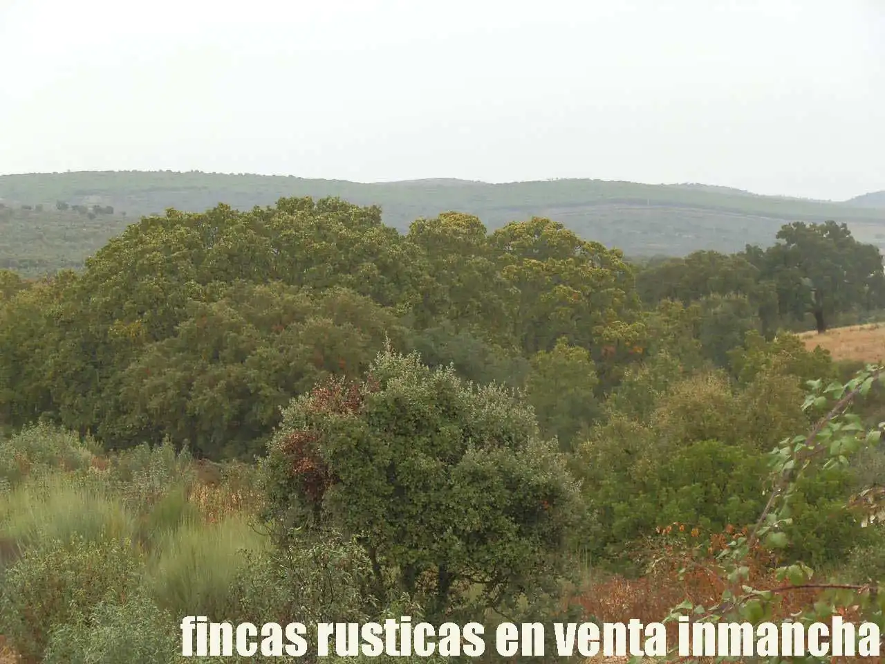 Land for sale in Abenójar