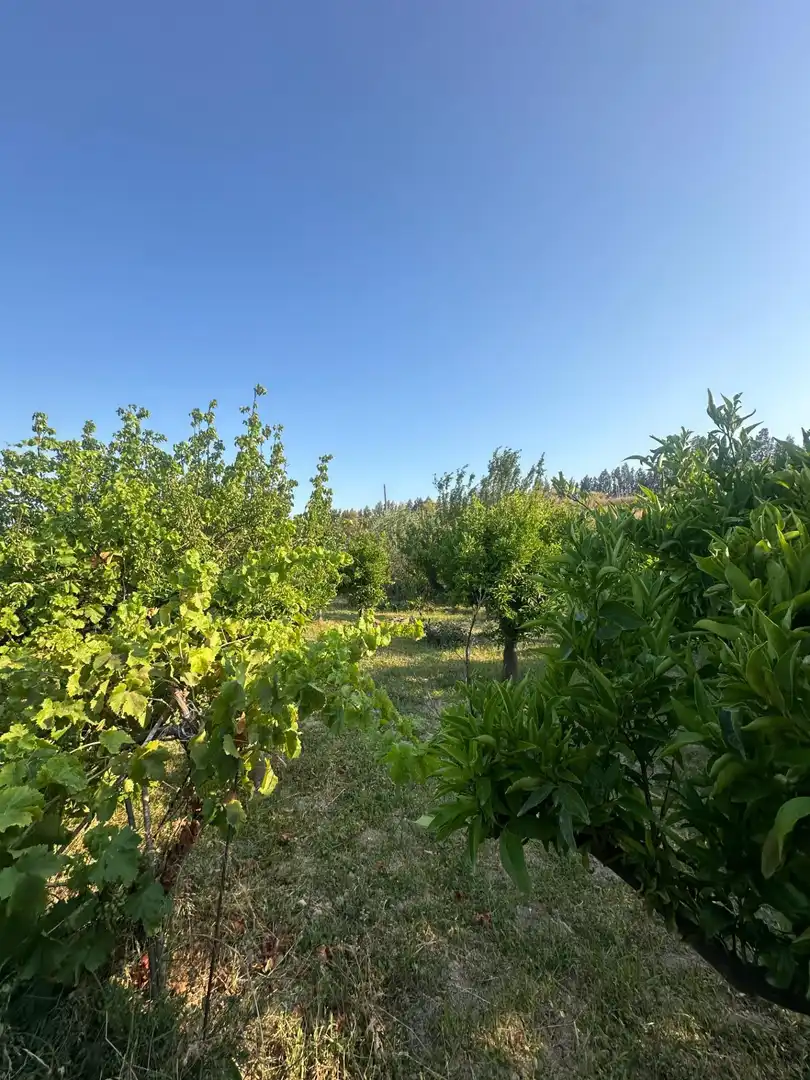 Finca rústica en venta en Olula del Río