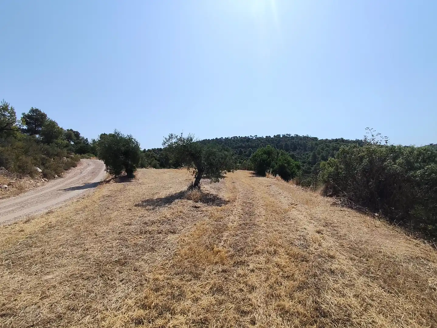 Terreno en venta en Cervià de Les Garrigues