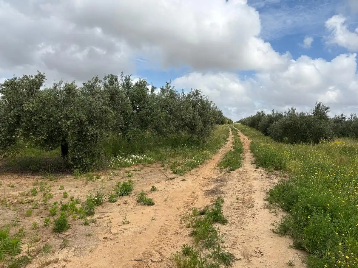 Finca rústica en venta en Bollullos Par del Condado