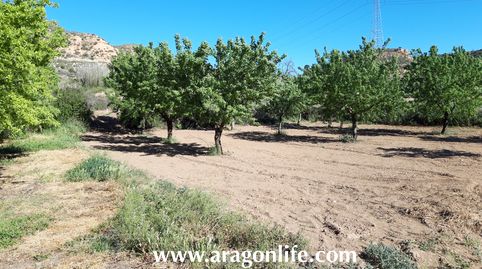 Huerta en Fabara. Al lado del río. 5.574m2. 22.000€, immagine 4