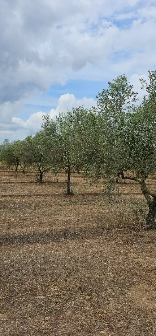 Land for sale in Móra d'Ebre