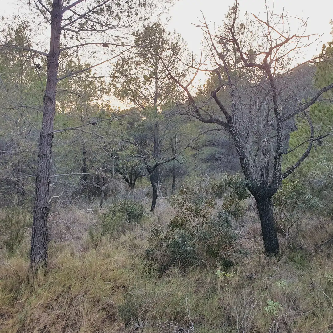 Rustikales Grundstück zum Verkauf in El Pinell de Brai, imagen 18
