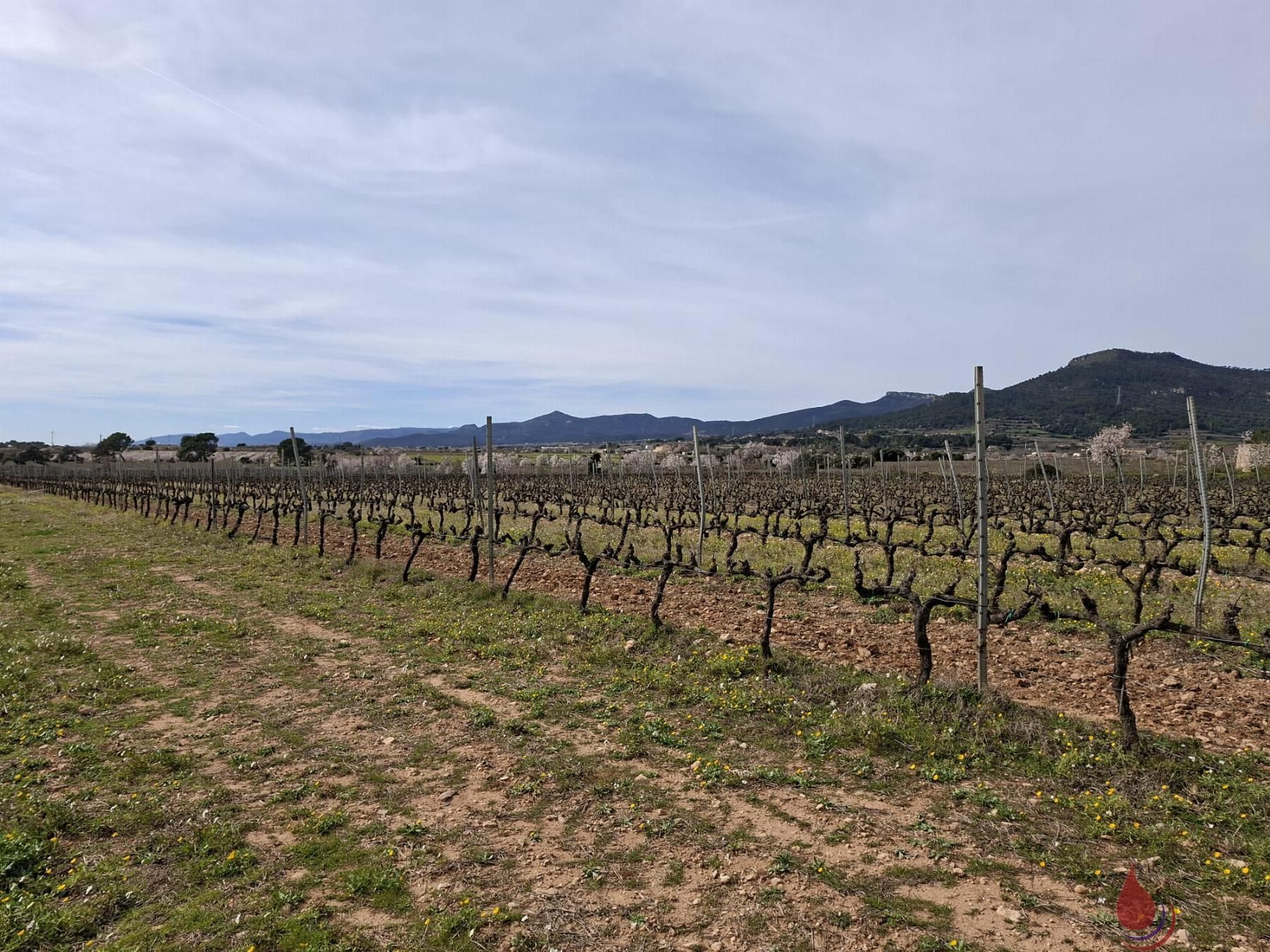 Residencial en venta en Cabra del Camp