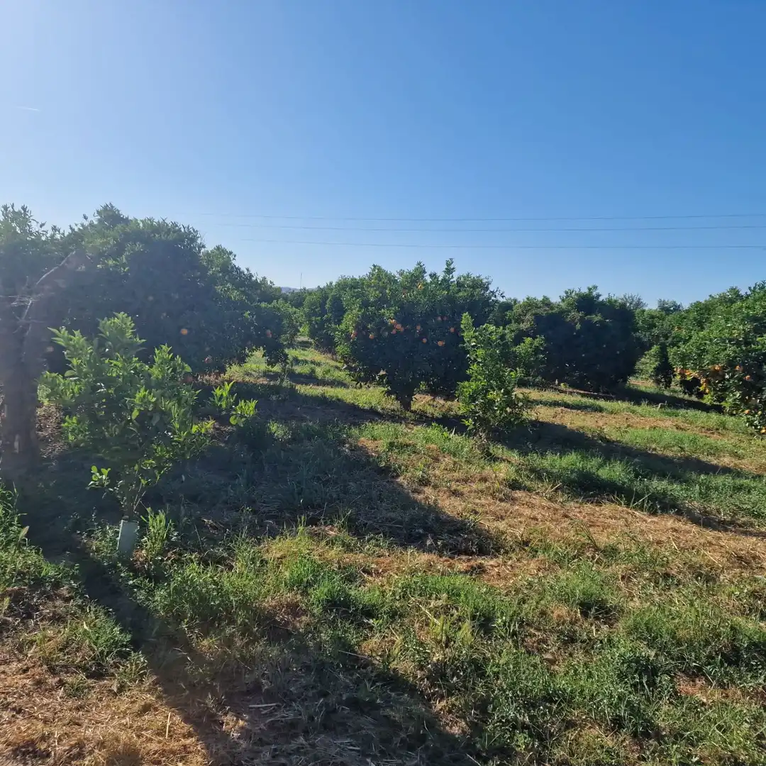 Finca rústica en venta en Alhaurín de la Torre