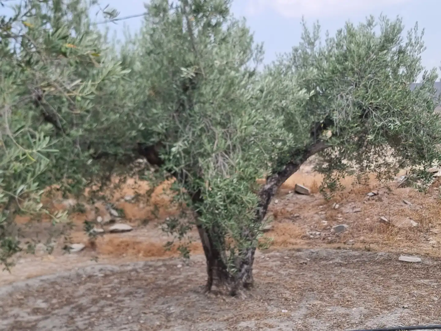 Rustikales Grundstück zum Verkauf in Tabernas, imagen 33