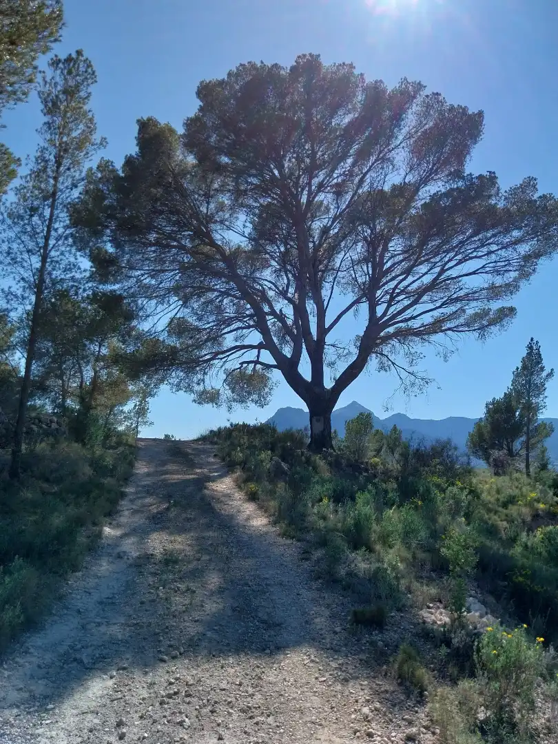 Terreno rustico in vendita a Lugar Castillo, imagen 54