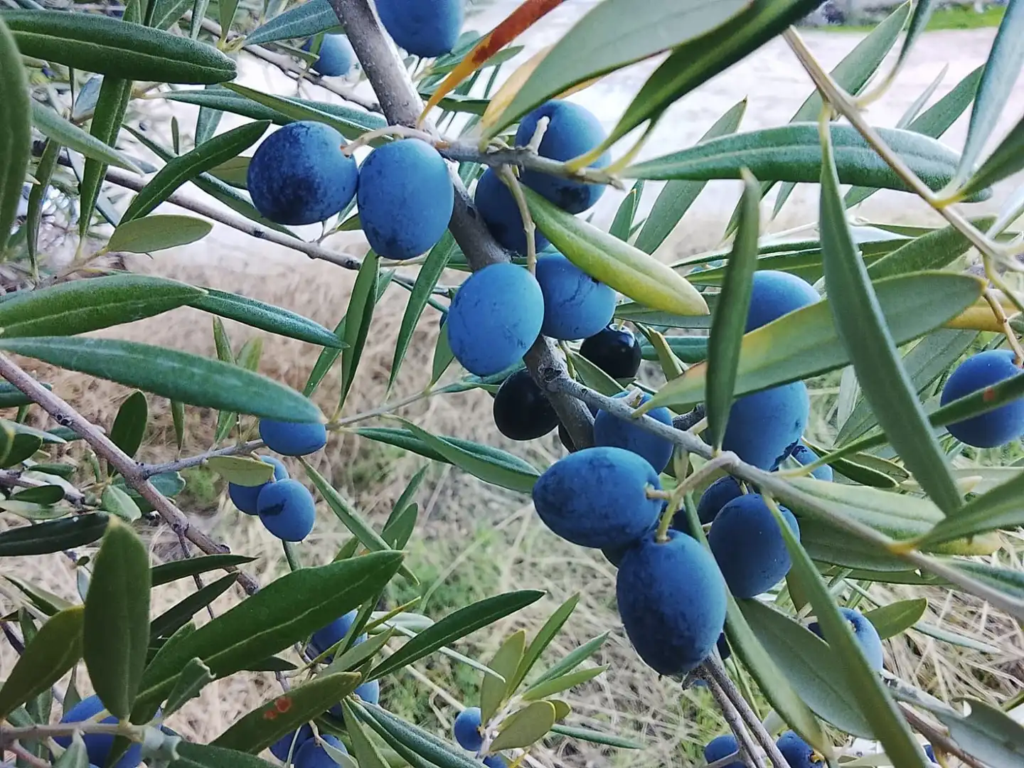 Terreni e lotti in vendita a El Hoyo de Pinares, imagen 6