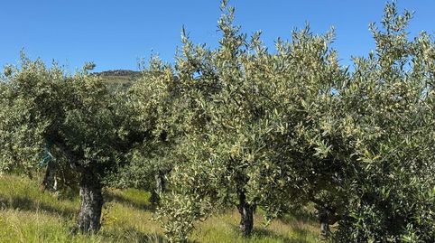 Olivar en Aliseda, immagine 5