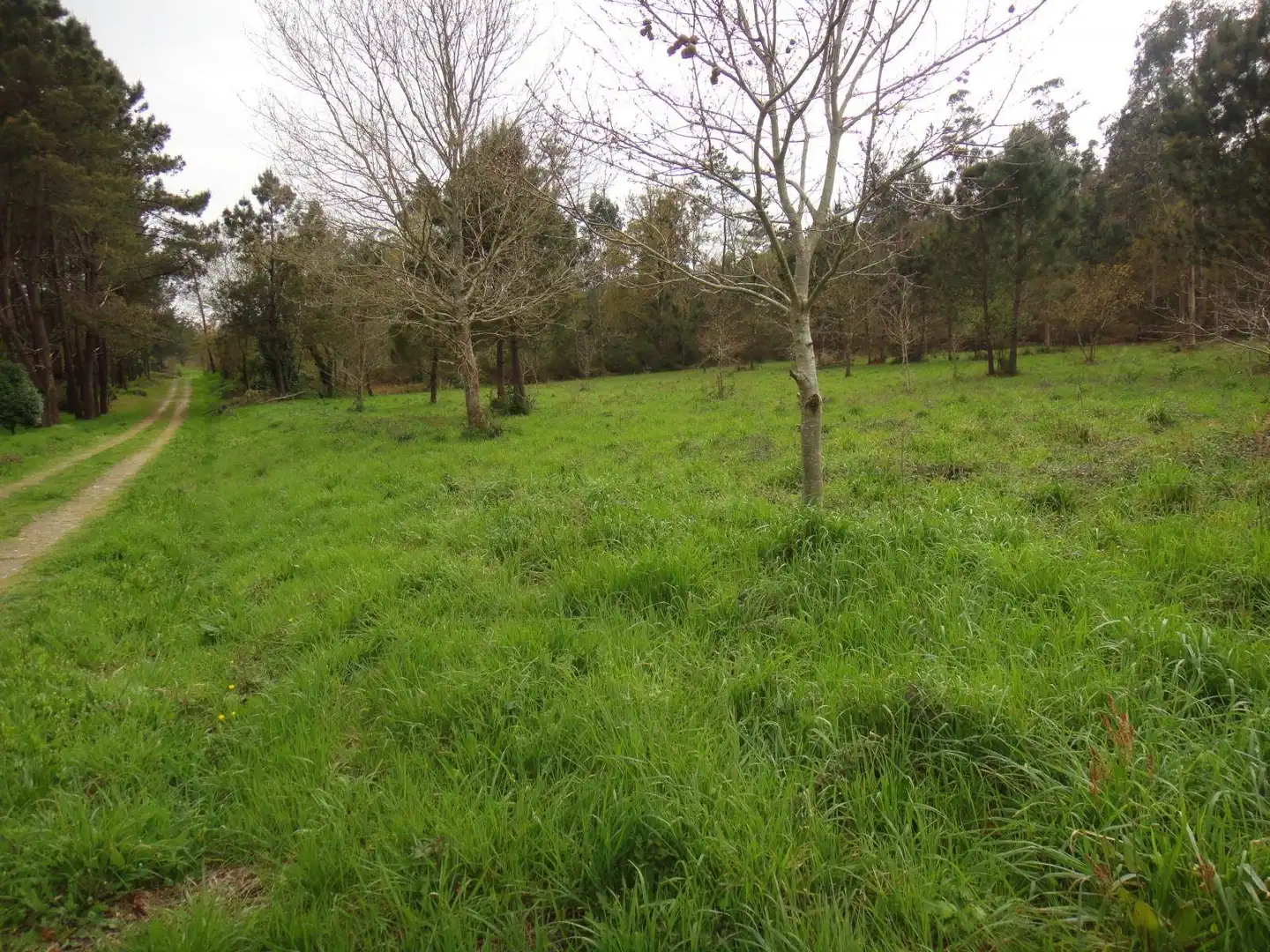 Lands and plots for sale in Brión, imagen 4