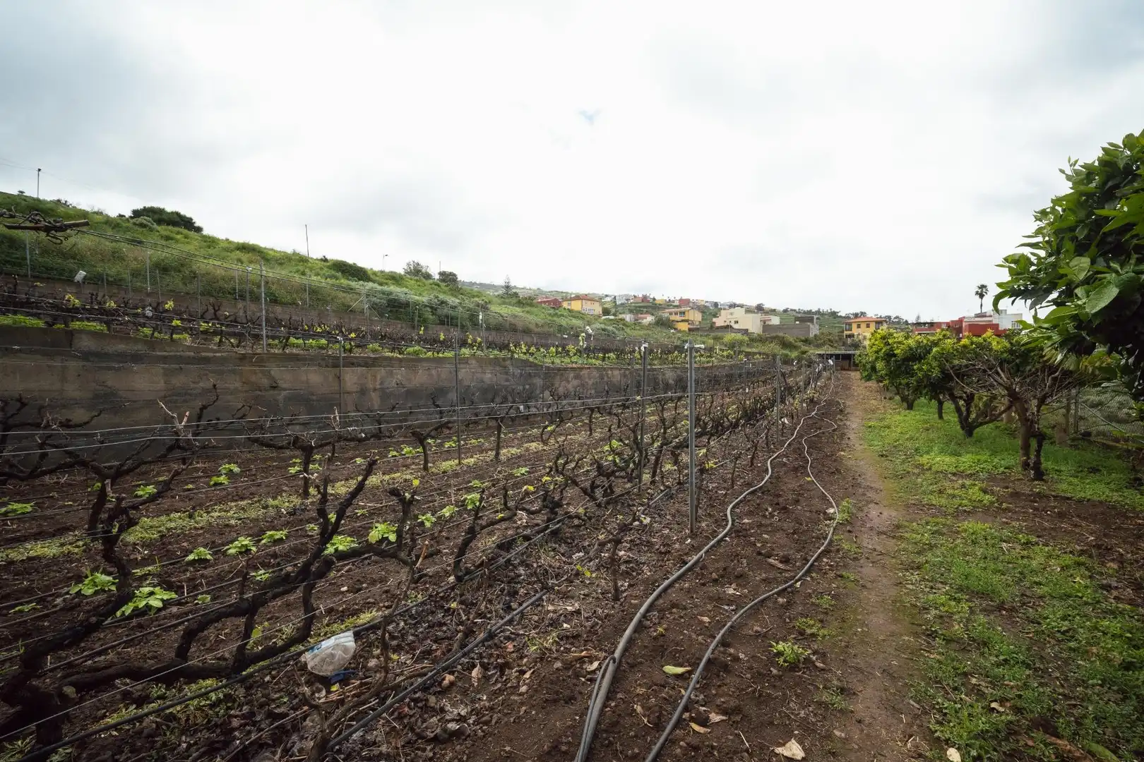 Finca rústica en venta en El Sauzal
