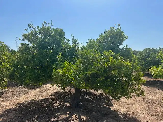 Rural land for sale in Carrer del Pou, imagen 4