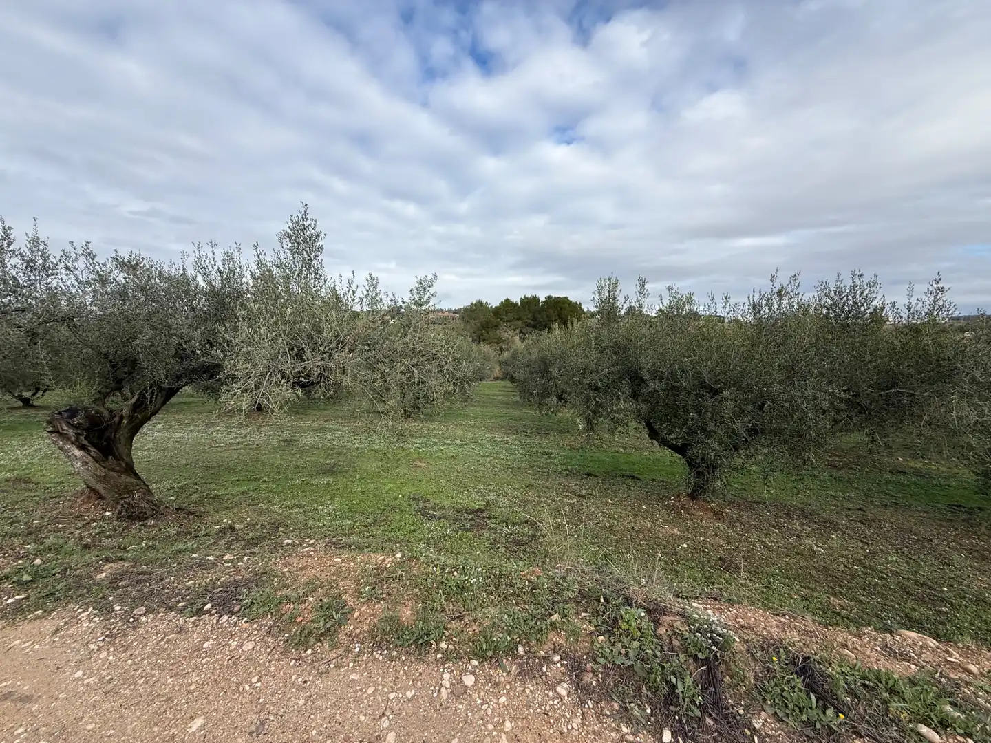 Terrain rustique à vendre à Camí de Vallmoll a Valls 17, imagen 16