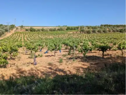 Terrain rustique à vendre à Requena, imagen 20