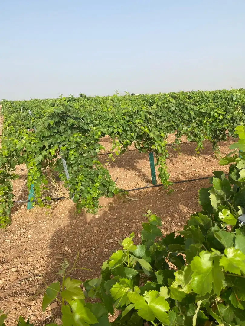 Terreno en venta en Tomelloso