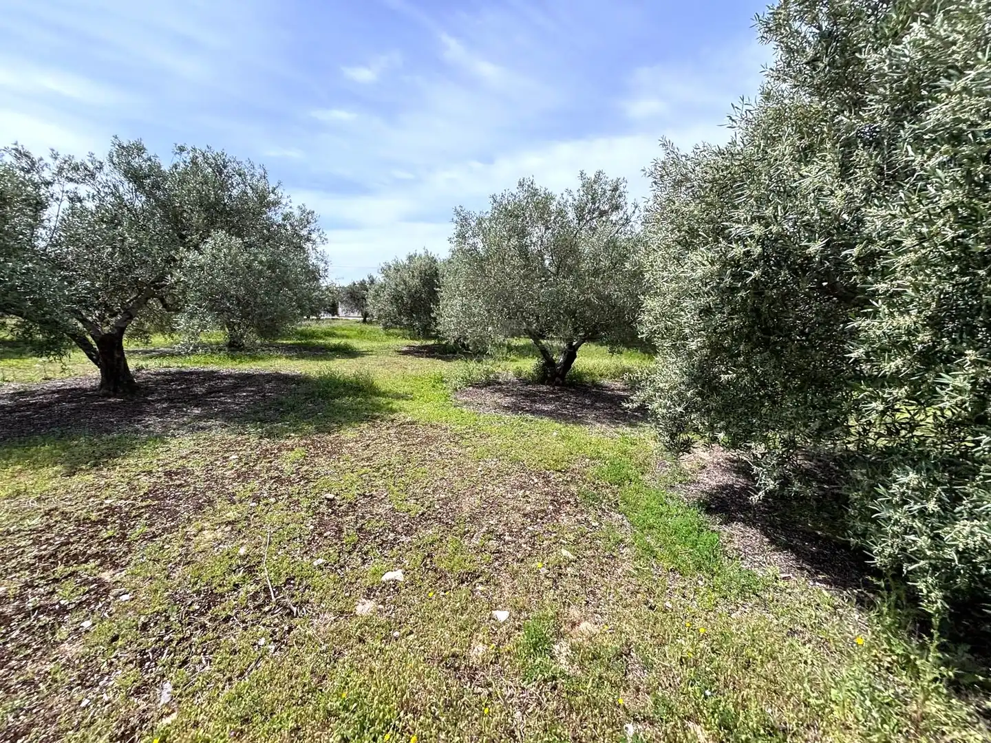 Terreni e lotti in vendita a Arcos de la Frontera, imagen 28