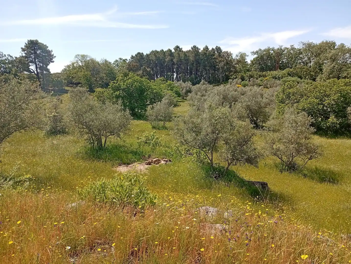 Terreni e lotti in vendita a Villanueva de la Vera, imagen 116