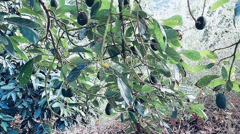 Photo 2 of Houses for sale in Almuñecar Centro, Almuñécar