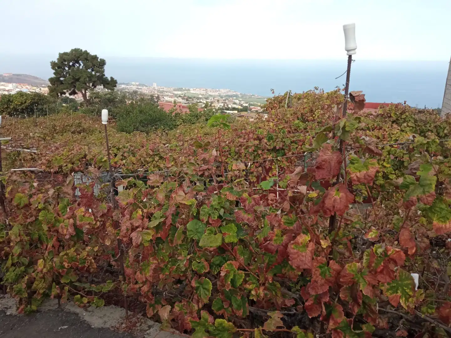 Terreno rustico in vendita a Las Cuevas - Los Gómez, imagen 17
