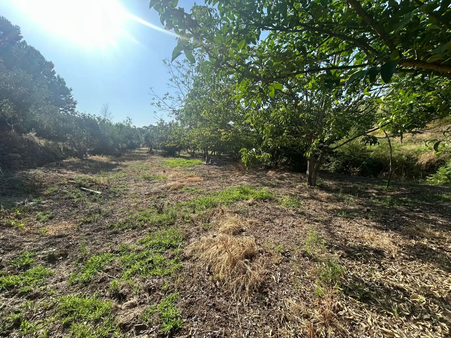 Rural land for sale in Torre de Don Miguel, imagen 13