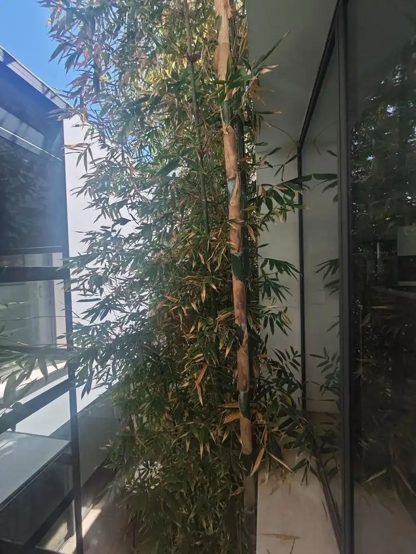 Jardí de Casa o xalet en venda en Petrer amb Aire condicionat, Calefacció i Jardí privat