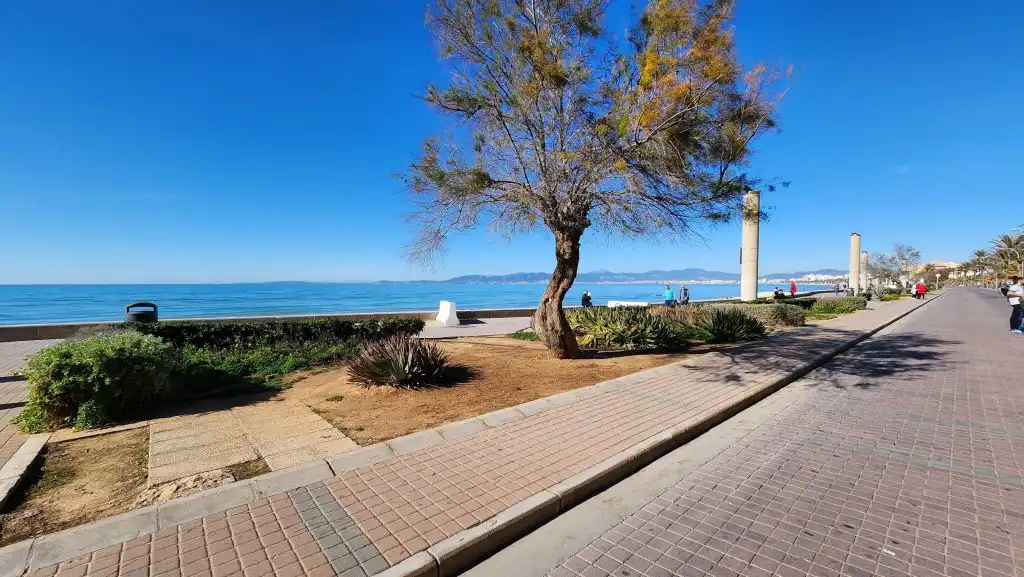 Terreny rústic en venda a Platja de Palma, imagen 4
