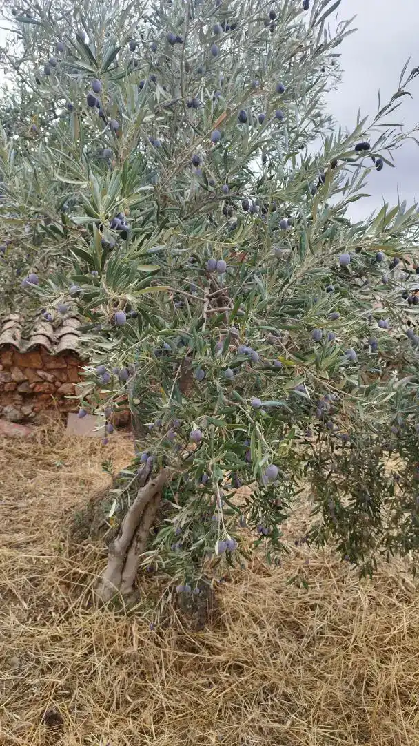 Jardí de Planta baixa en venda en Benquerencia de la Serena amb Traster