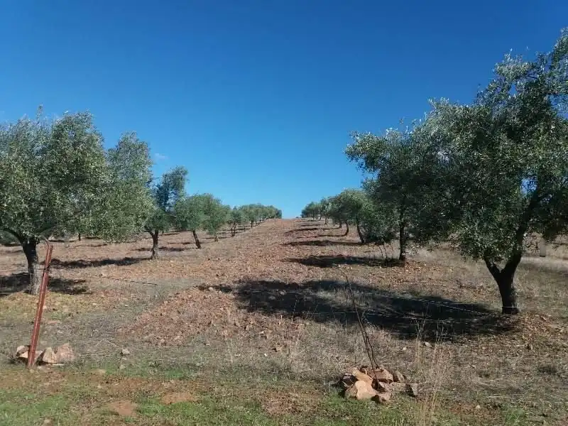Residential land for sale in Fuente Obejuna, imagen 13