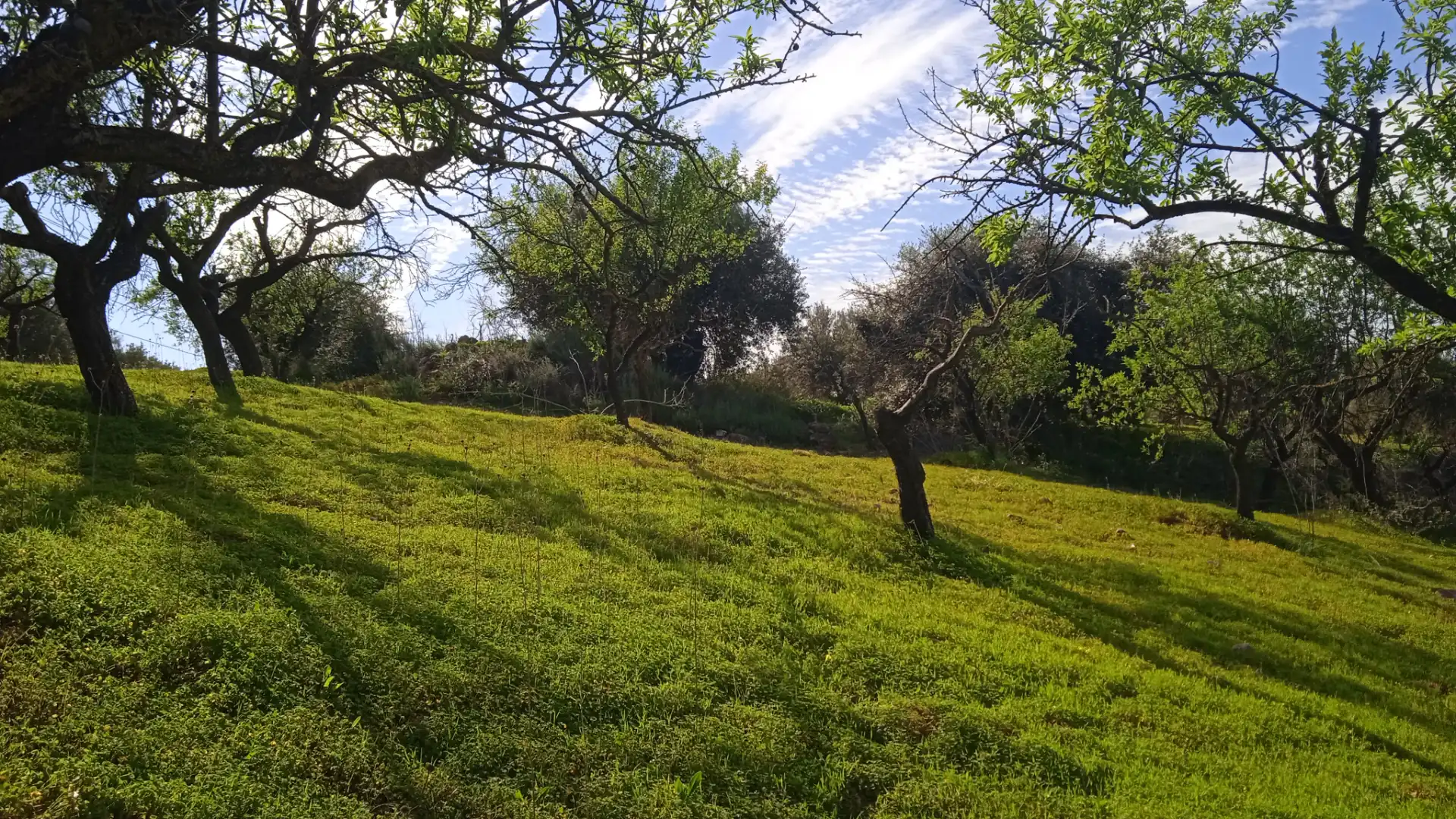 Rustikales Grundstück zum Verkauf in Camino Cuesta del Palmar 34, imagen 2
