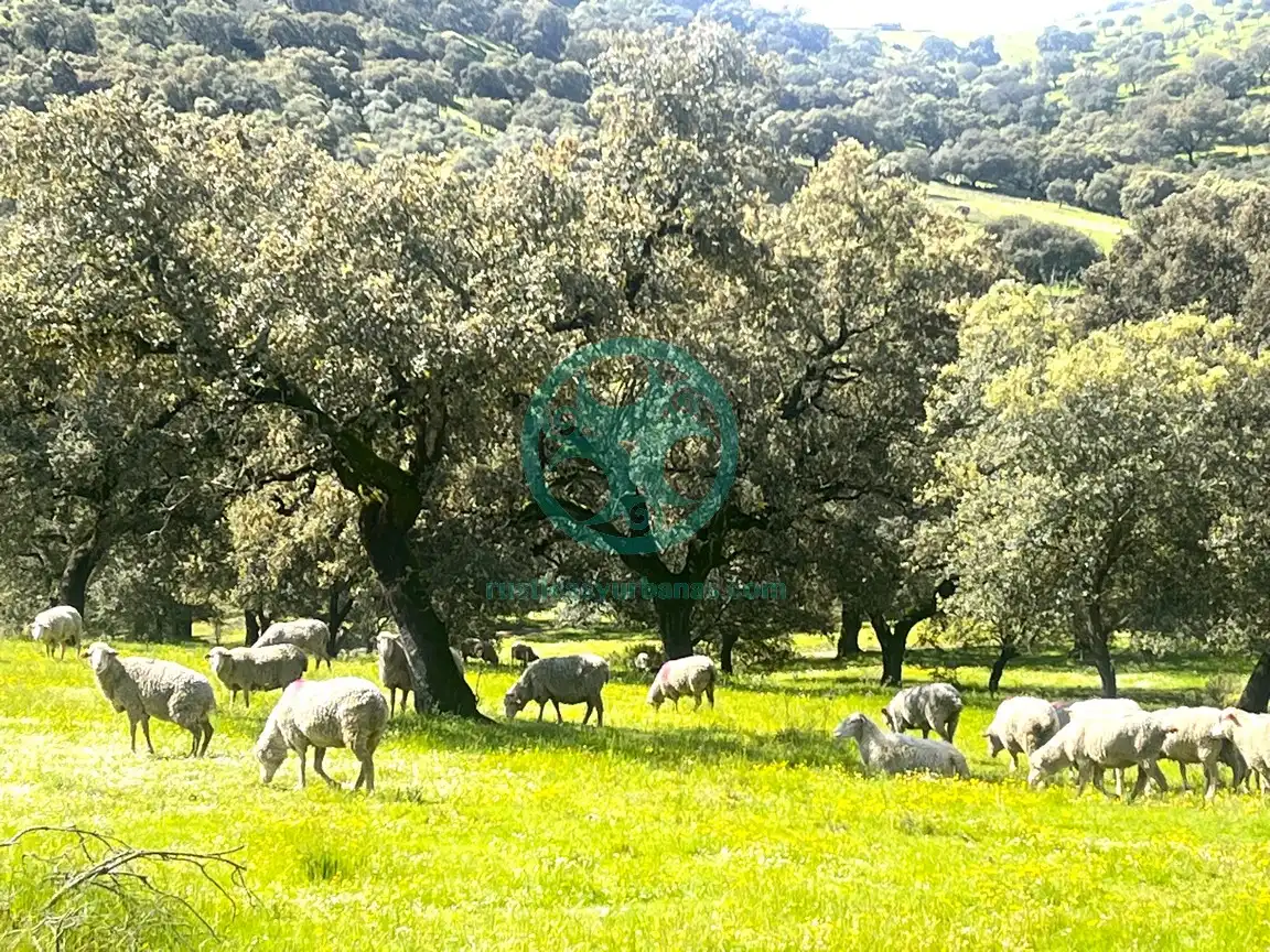Außenansicht von Country house zur Miete in Cáceres mit Schwimmbad, Möbliert und Ofen