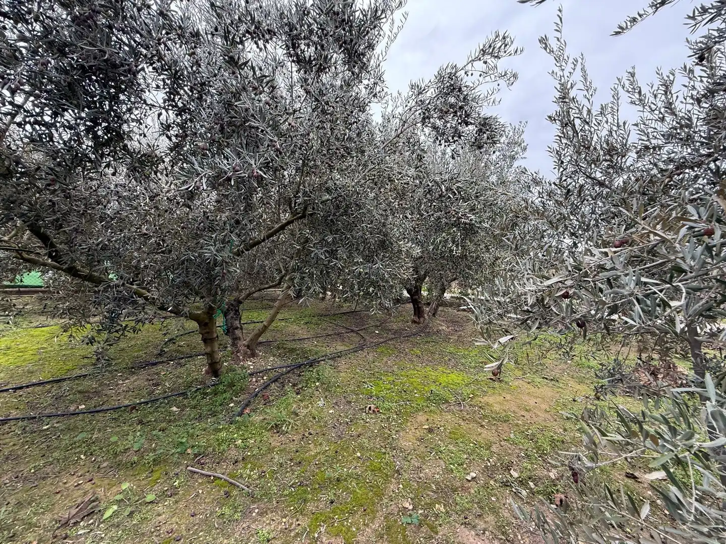 Finca rústica en venta en Torres de Segre con Jardín privado, Terraza y Internet
