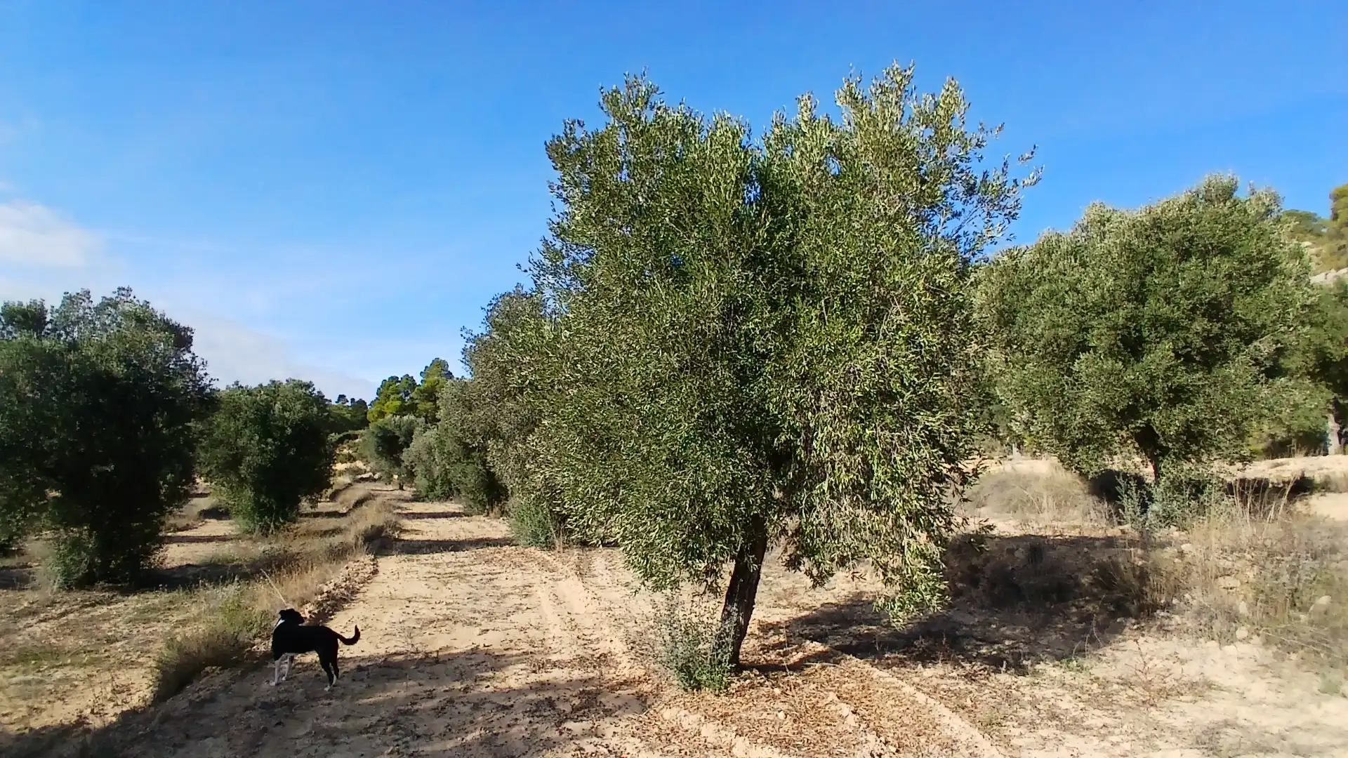 Terreni e lotti in vendita a Calaceite, imagen 3