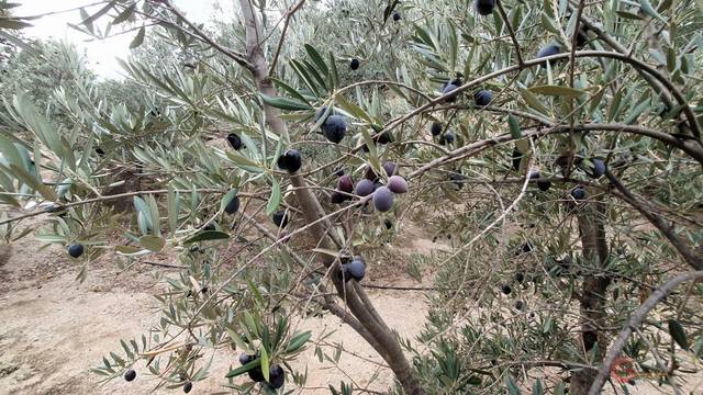 Terreno residencial en Venta en El Pinar