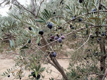 Terrenys i solars en venda a El Pinar