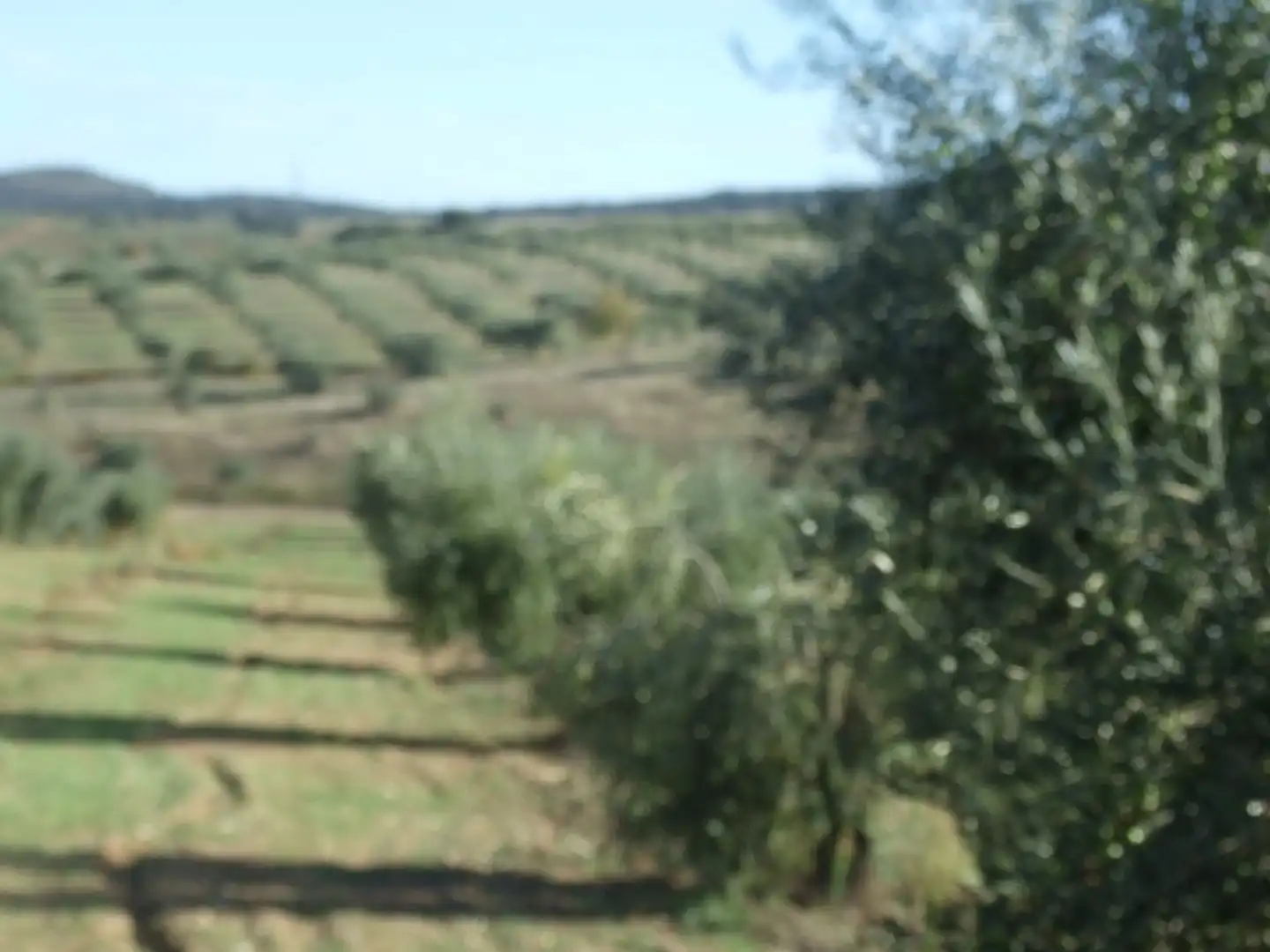 Terreno en venta en Calzadilla de los Barros