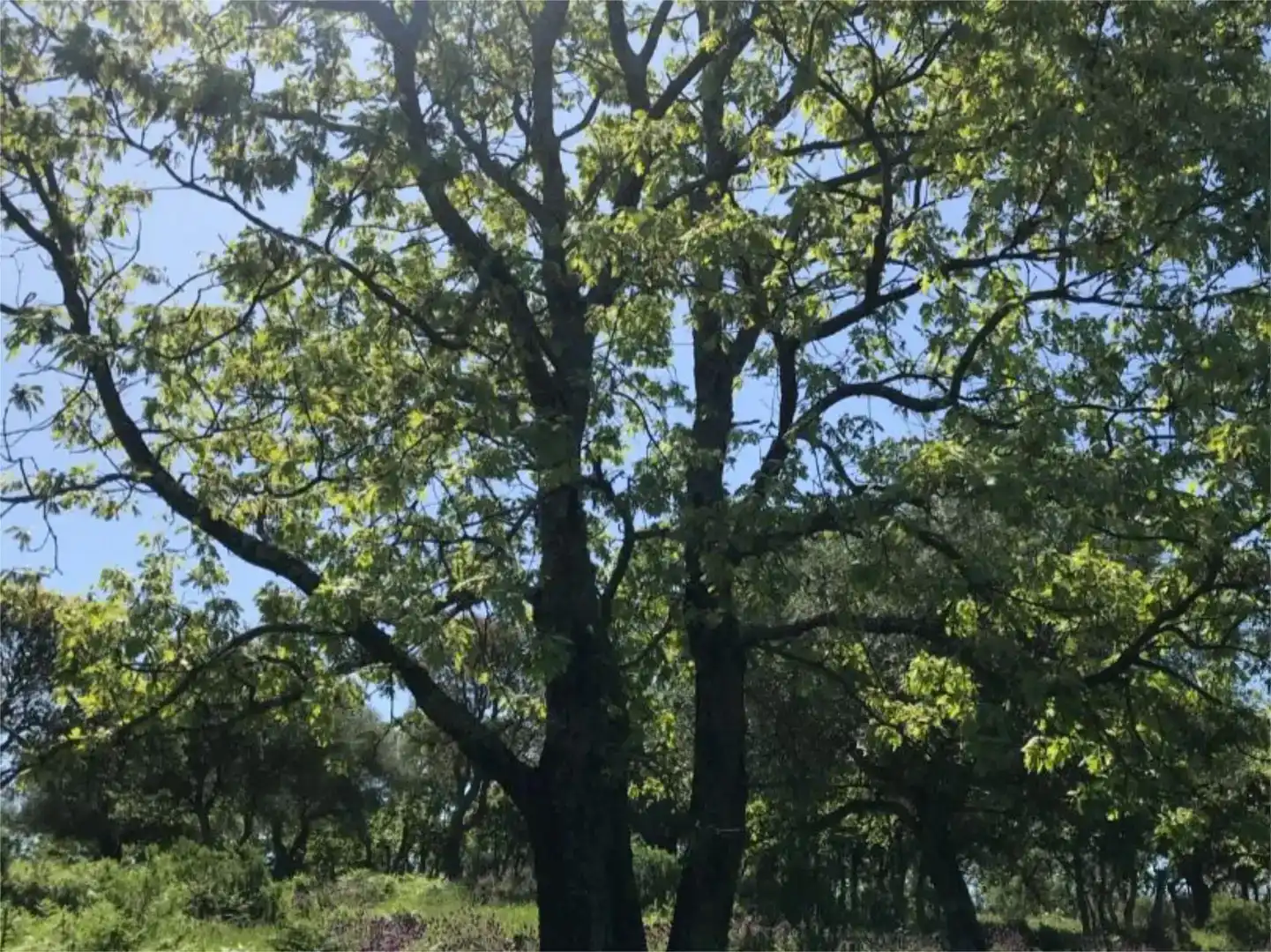 Vista exterior de Terreno en venta en Calera de León