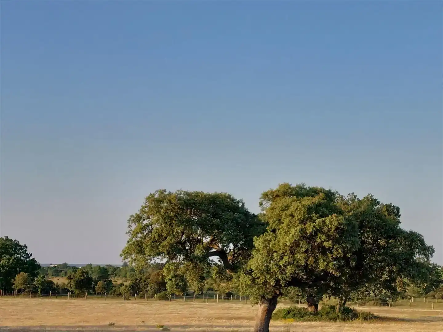 Finca rústica en venda en Ciudad Rodrigo