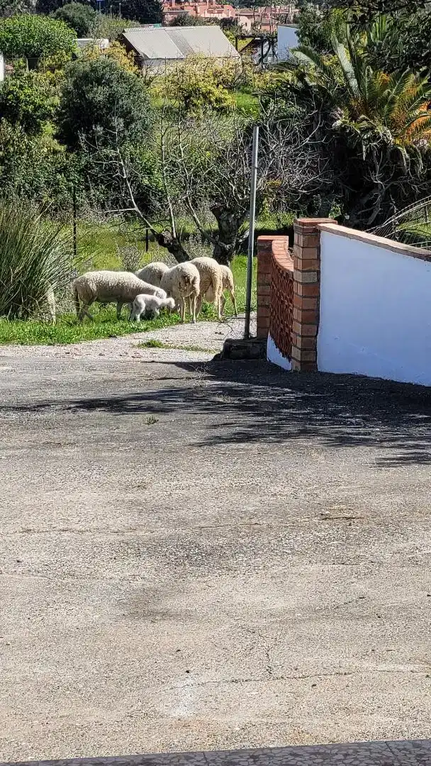Vista exterior de Terreno en venta en Estepona