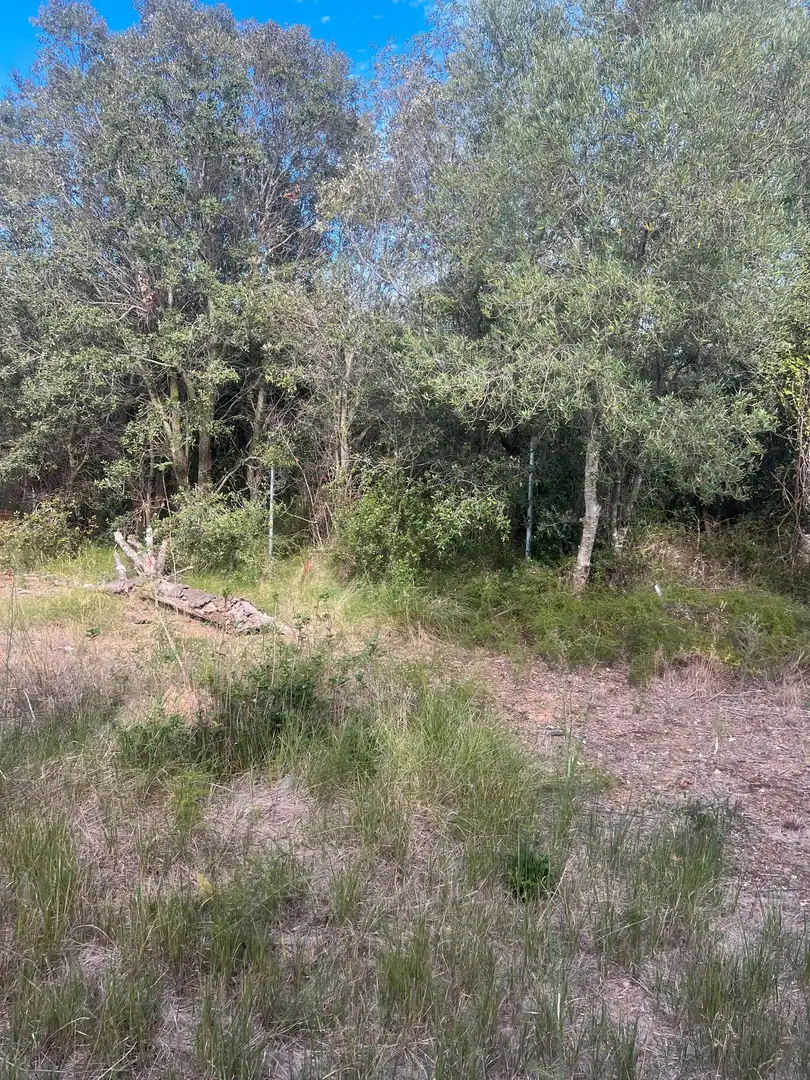 Terreno rustico in vendita a Almoster, imagen 13