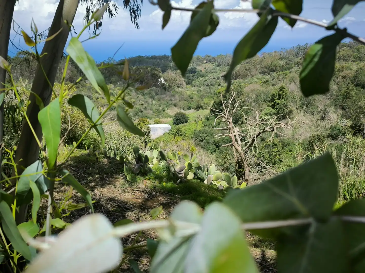 Finca rústica en venta en Moya (Las Palmas)