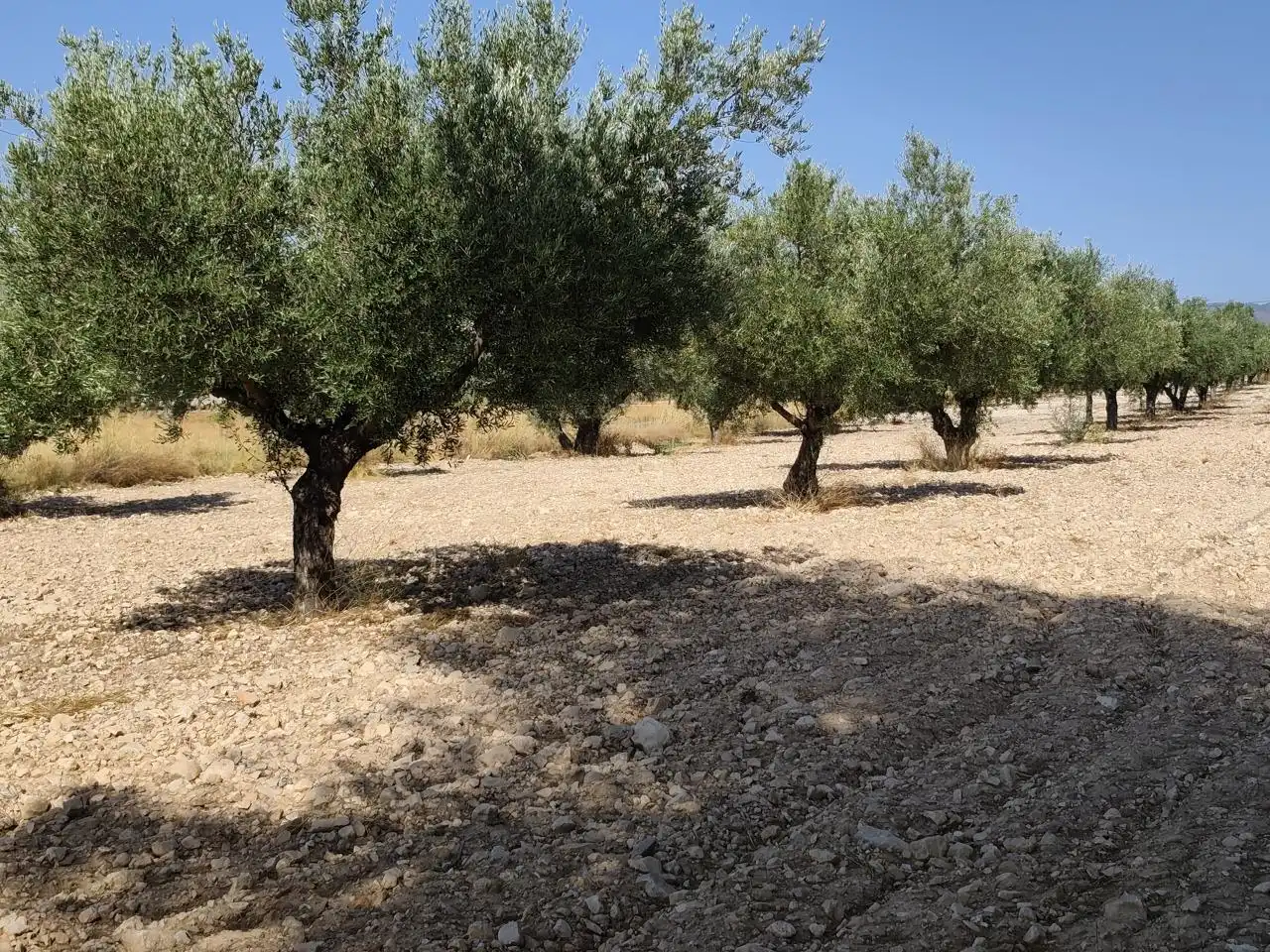 Terreno rustico in vendita a Castalla, imagen 19