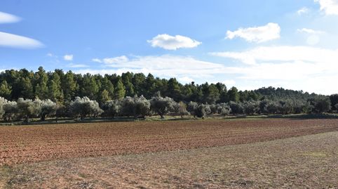 Finca rústica con maset a rehabilitar y olivos, immagine 4