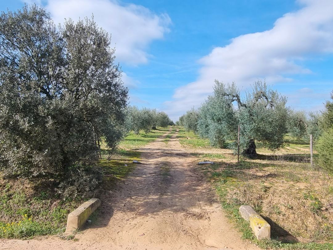 Land for sale in Aznalcázar