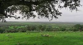 Terreno en Venta en Sancti-Spíritus (Salamanca)