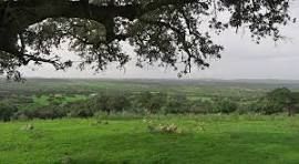 Land for sale in Sancti-Spíritus (Salamanca)