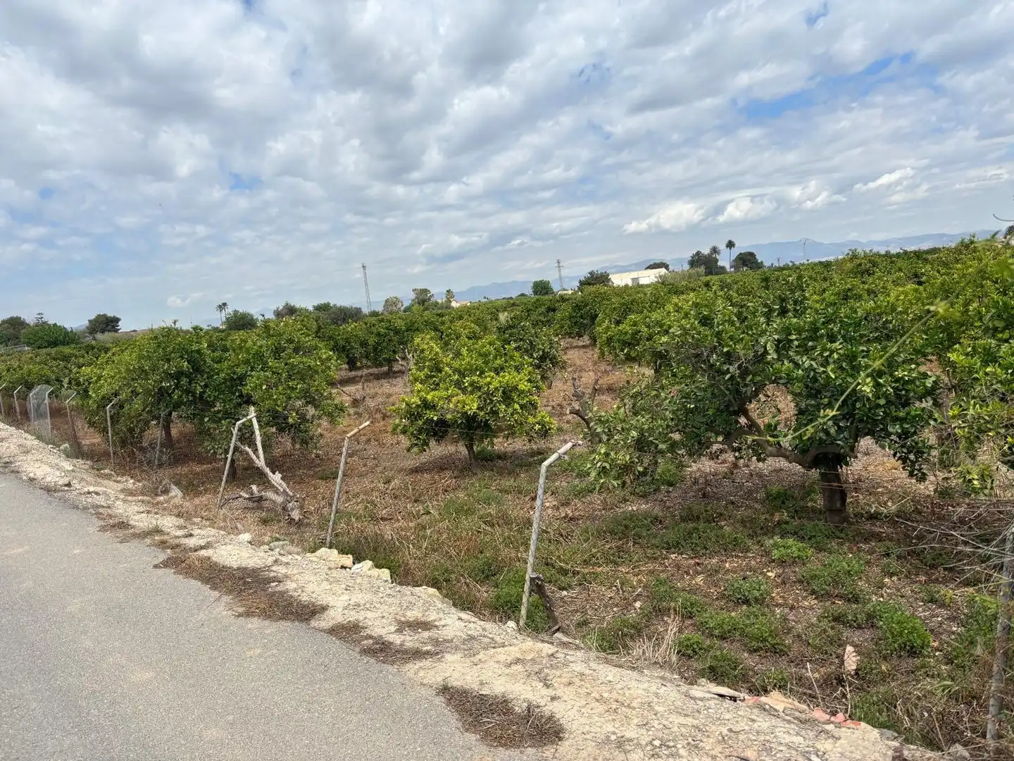 Finca rústica en venta en Guardamar del Segura