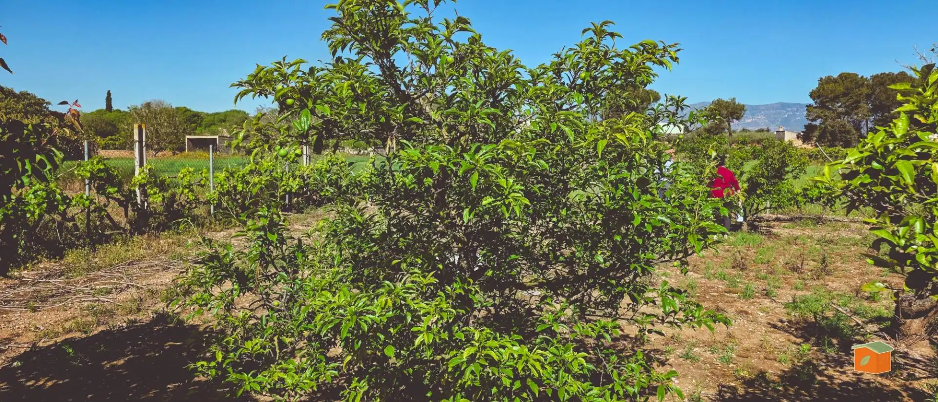 Rural land for sale in Masdenverge, imagen 11